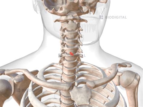 Right Cricothyroid Biodigital Anatomy