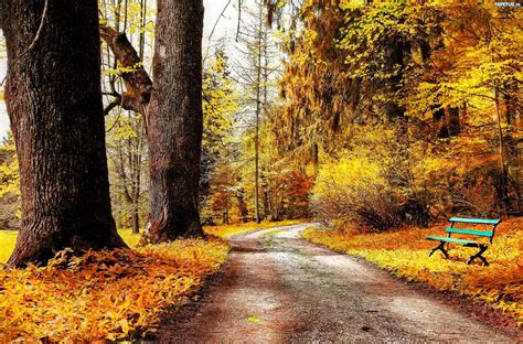 Park Aleja Ławka Drzewa Jesień