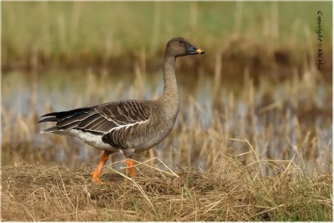 Tundra Bean Goose Anser Serrirostris Dsc N A Photo