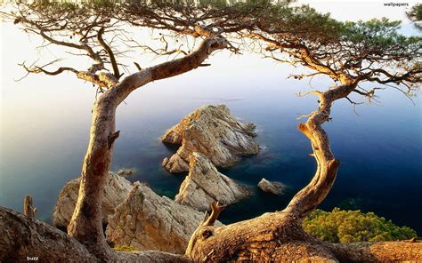 Wallpaper Trees Landscape Sea Nature Branch Wildlife Wilderness