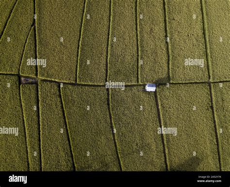 Aerial view of rice fields Stock Photo - Alamy