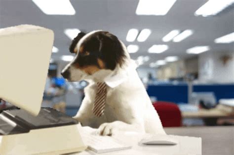 Office Dog GIFs - Get the best GIF on GIPHY