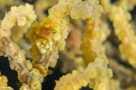 Pygmy Seahorse at Coral Garden, Puerto Galera, Philippines by Rafi Amar