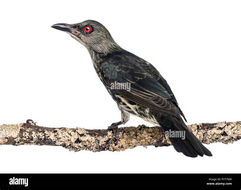 Juvenile Metallic Starling Aplonis Metallica Isolated On White