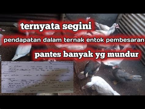 Ternyata Segini Penghasilan Ternak Entok Pembesaran Hitungan Cepat