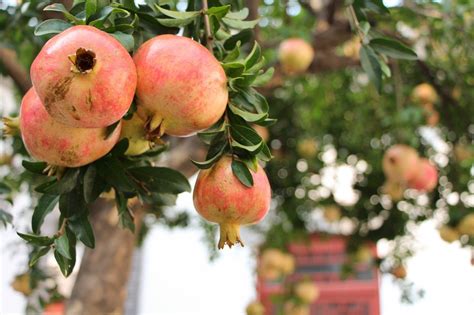 Pomegranate Tree - Rosavaya – Avowest Avocados