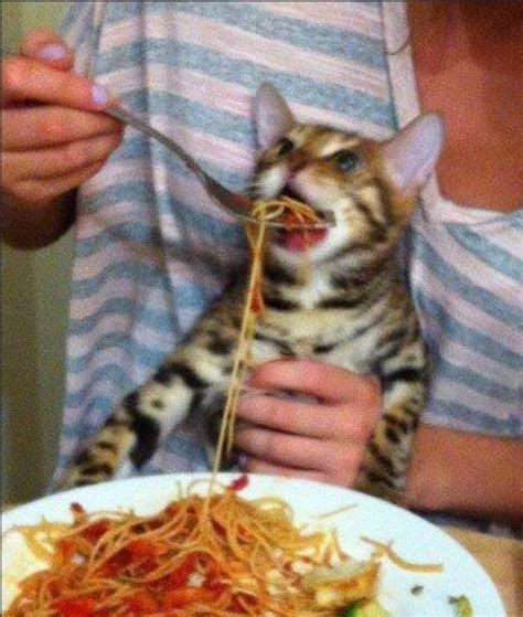 Cats eating spaghetti : r/GenZ