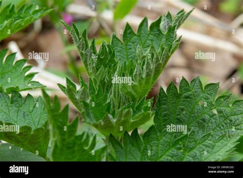 Bush Of Stinging Nettles Nettle Leaves Top View Botanical Pattern