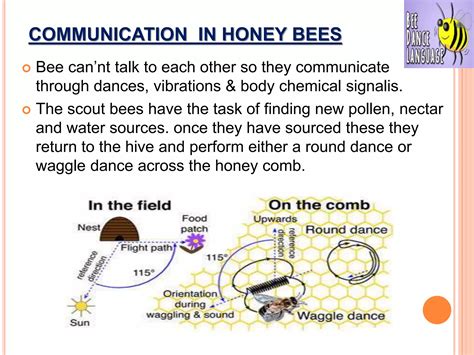 Social Organization In Honey Bees PPT