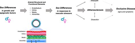 Sex Differences In Peripheral Artery Disease Circulation Research