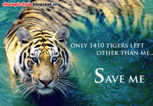 Save Tiger Quotes. QuotesGram