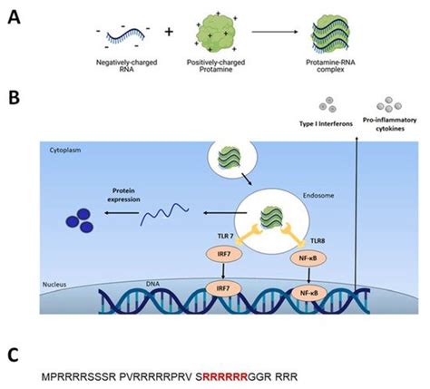 Protamine Based Strategies For Rna Transfection Encyclopedia Mdpi