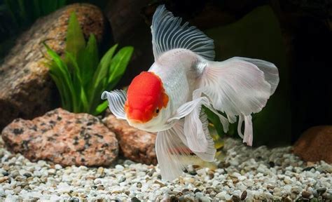 Oranda Goldfish Guía De Cuidados Tipos Y Perfil De La Especie