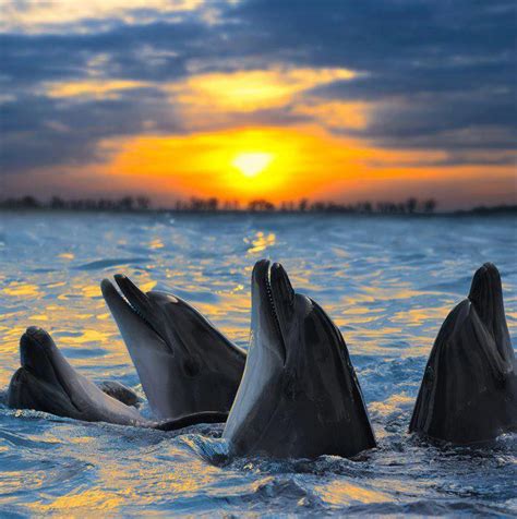 Las Fotos Mas Alucinantes Delfines Al Atardecer