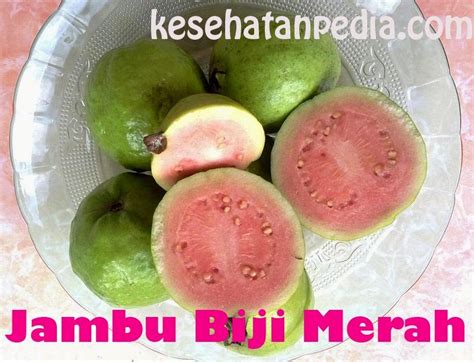 Manfaat Buah Jambu Biji Merah Bagi Kesehatan Tubuh Kesehatanpedia