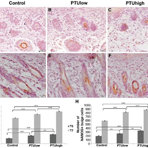 Representative Photomicrographs Of Skin Caspase 3 Immunoexpression In Download Scientific