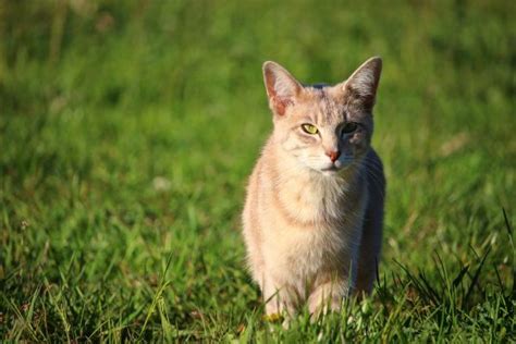 Free Images Grass Meadow Wildlife Pet Kitten Fauna Whiskers