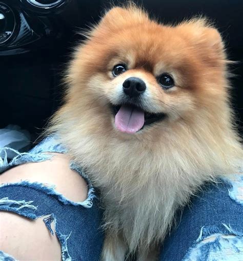 15 Absolutely Hilarious Pomeranian Dog Pictures The Dogman