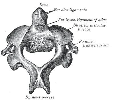 Axis (anatomy) - wikidoc