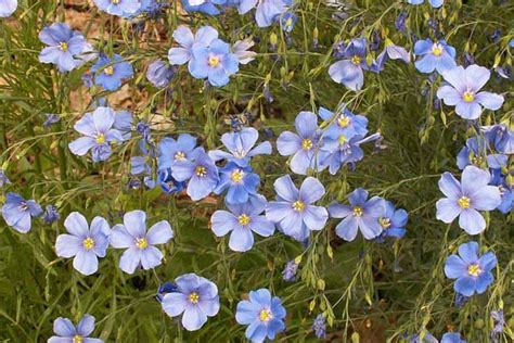 turnerseed blue flax vns