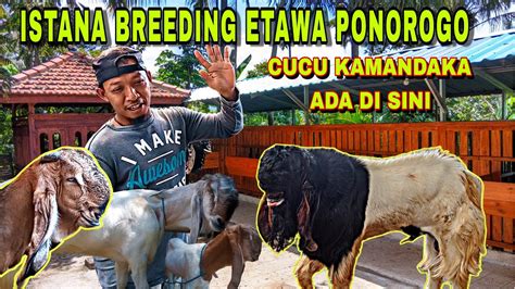 Pusat Breeding Kambing Etawa Kaligesing Terbesar Di Ponorogo Youtube