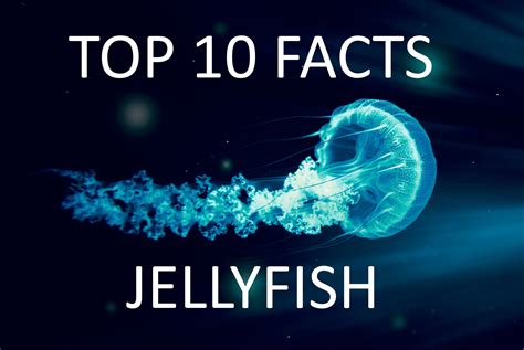 Top Facts About Jellyfish Parenting Dad