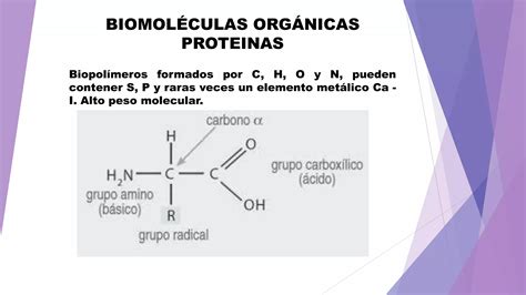 Biomoleculas Organicas Proteinas Y Acidos Nucleicos PPT