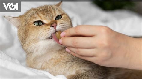 Memberi Obat Cacing Pada Kucing Kenali Cara Dan Dosisnya