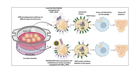 Elimination Of Cancer Cells In Co Culture Role Of Different