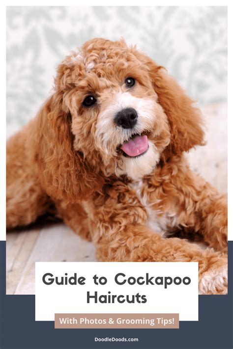 A Step-By-Step Guide To Grooming Cockapoo Faces