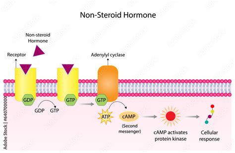 Nonsteroid Hormones Mechanism Of Action The Hormone Is The First