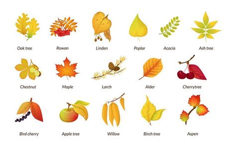 Free Printable Tree Leaf Identification Charts [PDF] Infographic