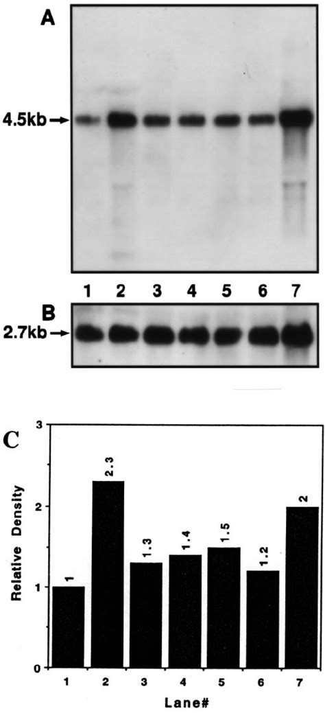 Angiogenic Agents Increase Expression Of MT MMP 1 Northern Blot