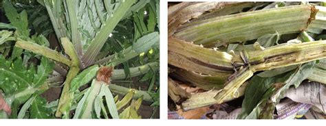 Figure From Bacterial Stem Rot Of Globe Artichoke Cynara Cardunculus