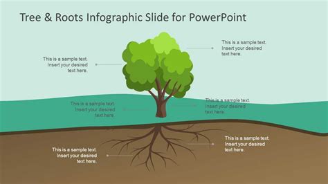 Exploring The Root System Of Red Maple Trees A Visual Diagram