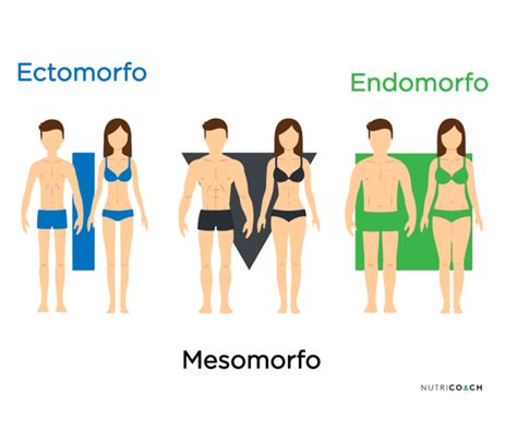 Tipos De Cuerpo Nutricoach