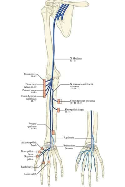 Le nerf médian anatomie et trajet Pathologies des nerfs périphériques