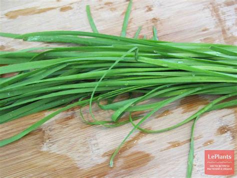 Лук душистый (Allium ramosum) — описание, выращивание, фото | на ...