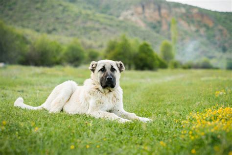 5 Top Kangal Breeders: Sivas Kangal Breeders In The U.S.