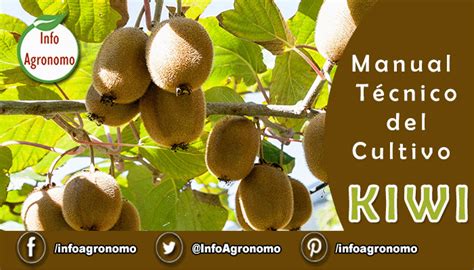 Manual T Cnico Del Cultivo De Kiwi Infoagronomo