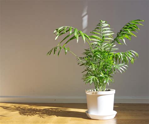 Plantes porte bonheur 15 variétés pour avoir bonne fortune Thuy San