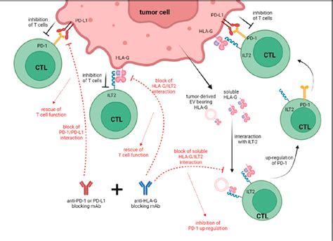 Figure 1 From Hla G And Other Immune Checkpoint Molecules As Targets