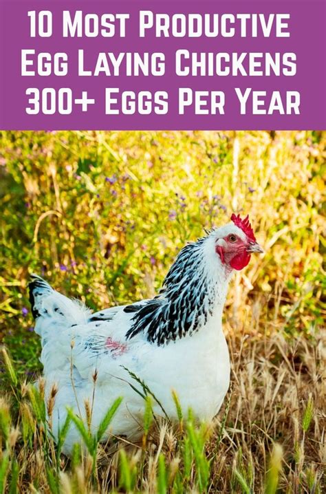 10 Most Productive Egg Laying Chickens 300 Eggs Per Year Egg