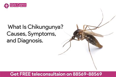 Chikungunya Everything You Need To Know Ujala Cygnus