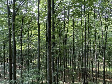 Mountain Mixed Forest In Risnjak National Park Crni Lug Croatia