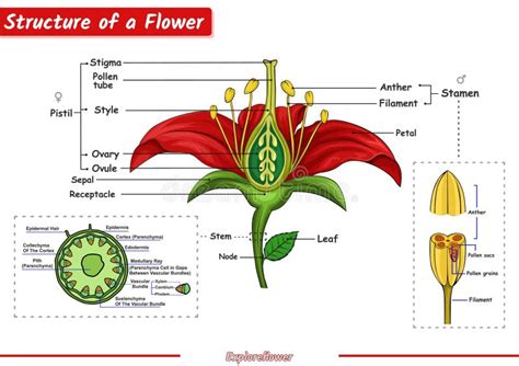 Structure of a flower stock vector. Illustration of explanation - 269286486