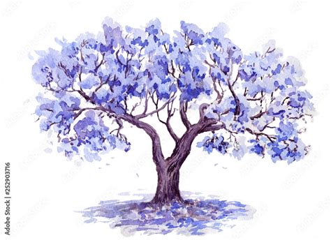 The Jacaranda Trees. Hand drawn sketch. Watercolor illustration Stock ...