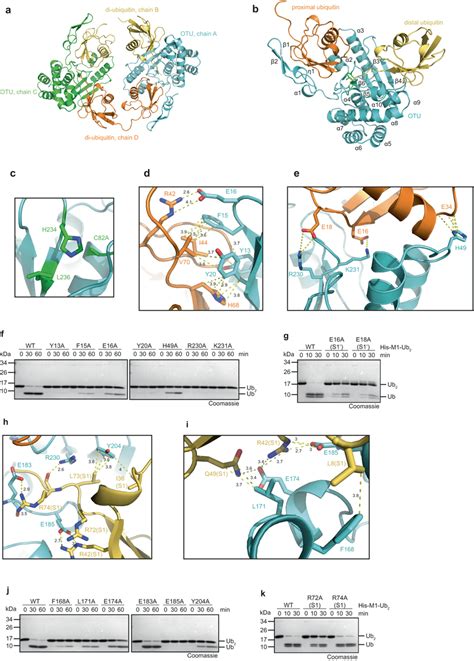 Crystal Structure Of Snotu In Complex With Linear Di Ubiquitin A