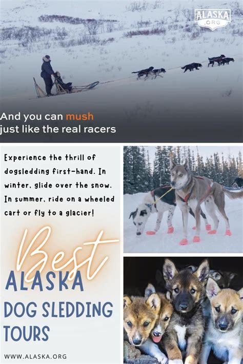 Dog sledding in alaska top recommended dog sled tours in alaska ...