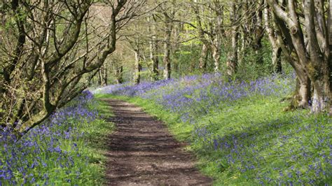 Best Bluebell Woods West Midlands